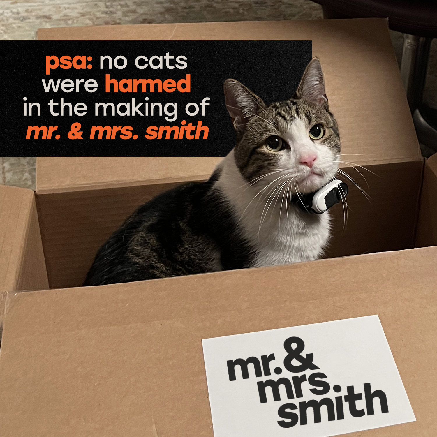 Tabby-and-white cat wearing a small white collar sits inside an open cardboard box with a 'mr. & mrs. smith' sticker while a black panel reads 'psa: no cats were harmed...'.